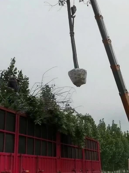 裝車現(xiàn)場(視頻)